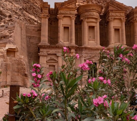 Pink flowers frame a view of the ancient Ad-Deir Monastery carved into a sandstone cliff in Petra.