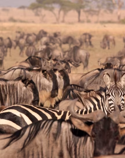 East Africa or Southern Africa: Where to Go on Safari?