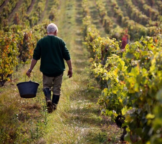A farmer wakes through a vineyard in rural wine country France,