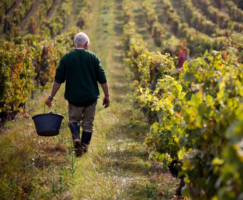 A farmer wakes through a vineyard in rural wine country France,