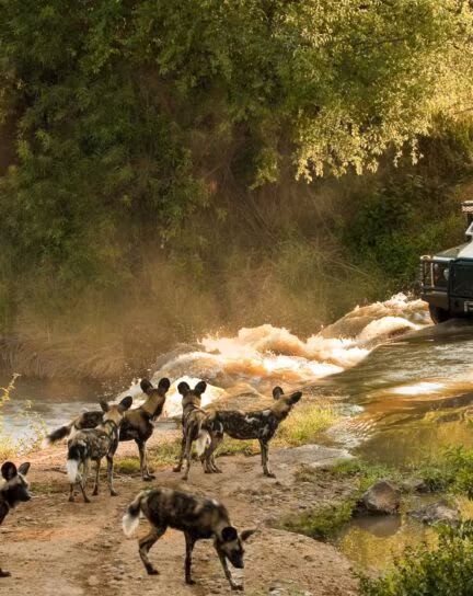 The Best Safari Lodges for Families