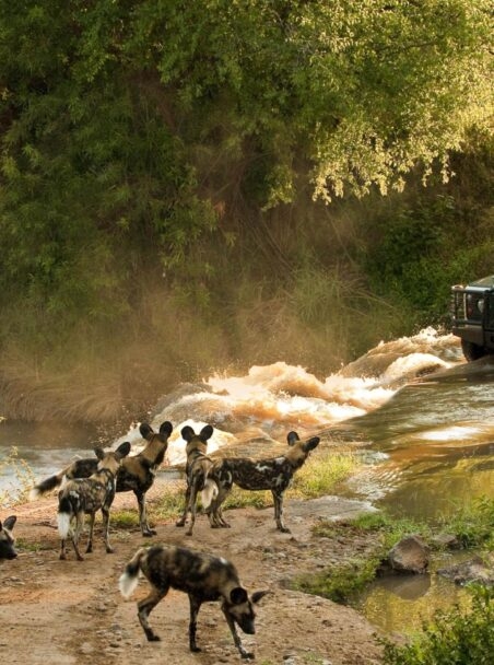 The Best Safari Lodges for Families