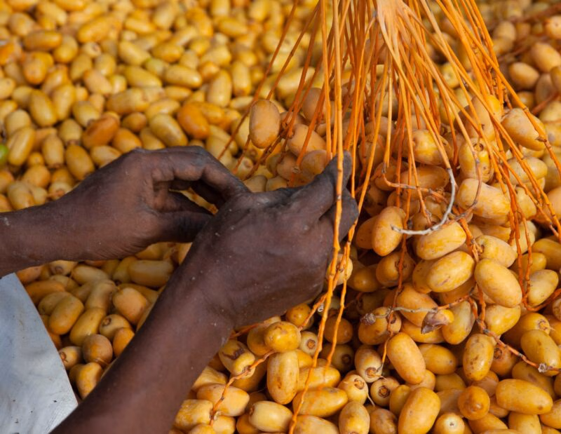 Hands sorting through a harvest of yellow dates during luxury Oman tours.