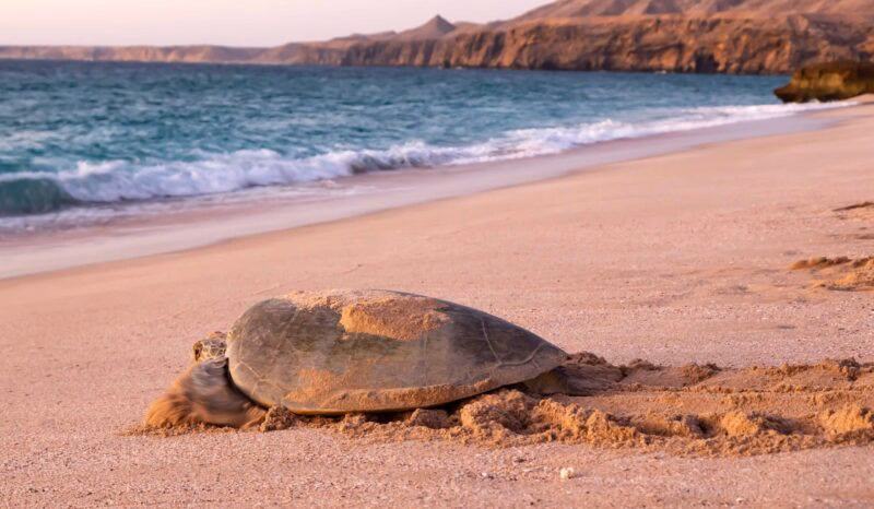 A large sea turtle is seen on a pinkish beach, moving away from the gentle turquoise ocean waves. Luxury Middle East vacations.