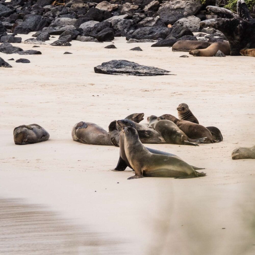 Sea lions lazing on the golden sands of Santa Fe in the Galapagos Islands, Ecuador