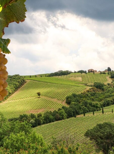 Our Guide to the Wine Regions of France