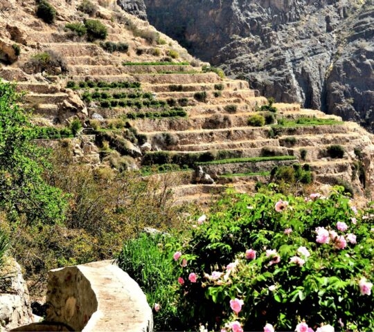 Traditional stone houses on a rocky mountain slope above a dense grove of green palm trees.