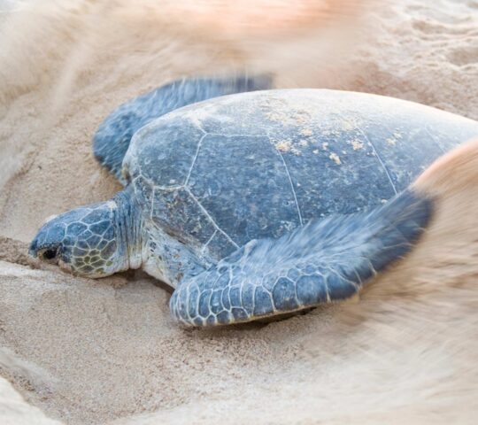 A sea turtle on a sandy beach with motion blur from sand being kicked up by its flipper.