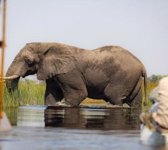 Travellers observing a large African elephant moving through the waters of the Okavango Delta from their mokoros, Botswana