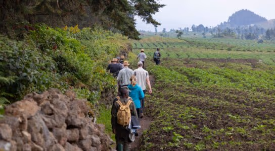 Trek in Rwanda's Volcanoes National Park preview image