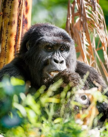 Definitive Guide to Gorilla Trekking in Rwanda