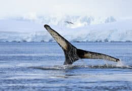Whales of the Weddell Sea