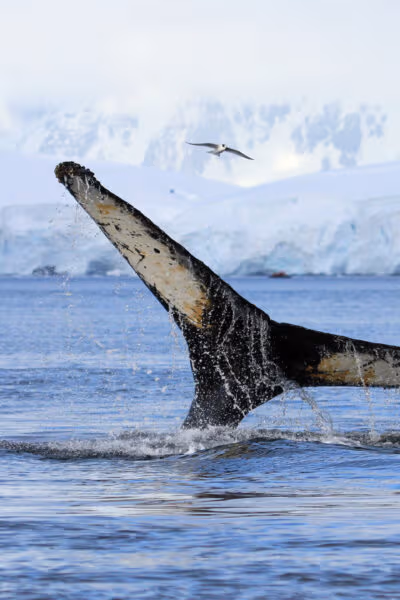 Whales of the Weddell Sea