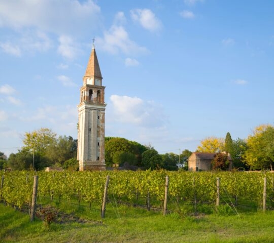 Vineyard and the old bell tower on the Mazzorbo island