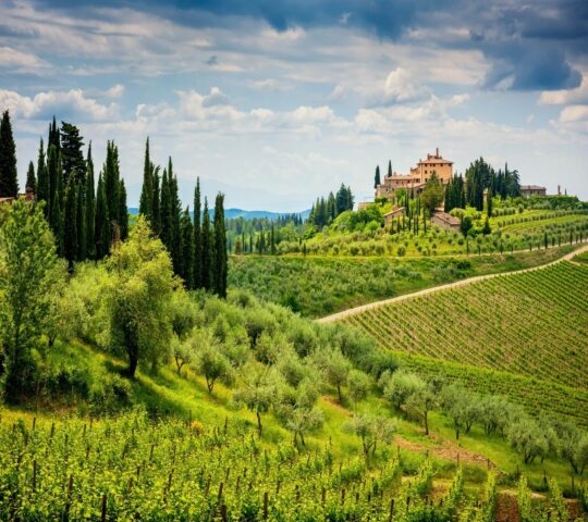 Vineyards in the Chianti hills Tuscany