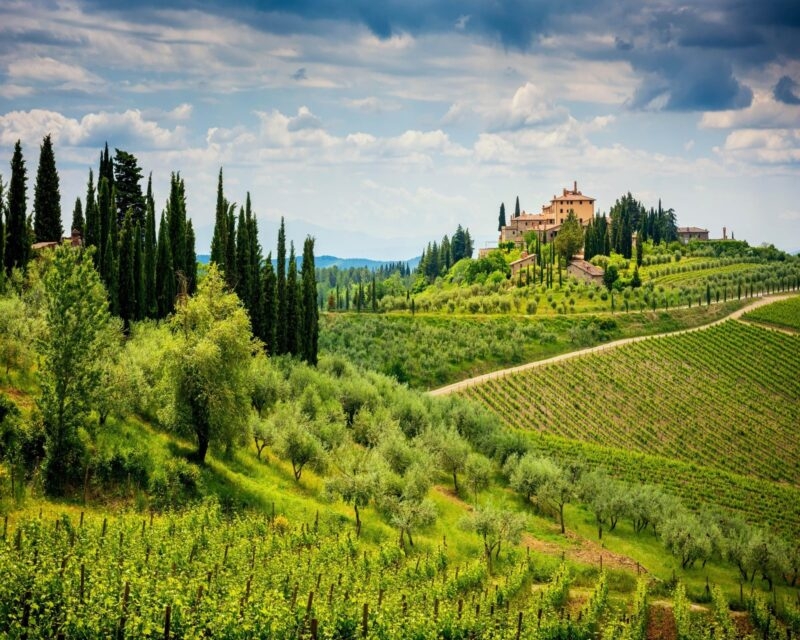 Vineyards in the Chianti hills Tuscany