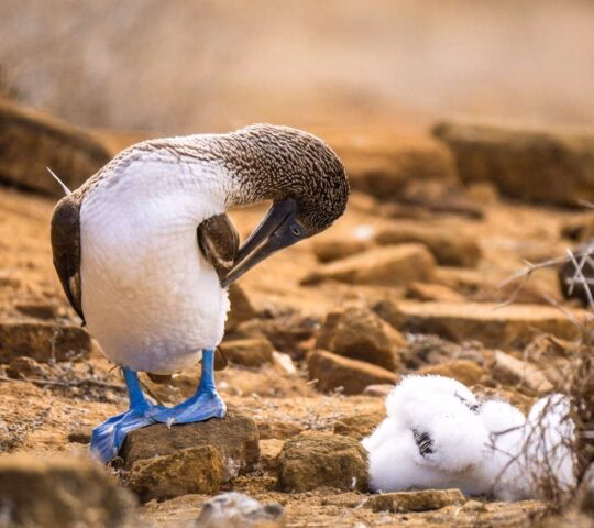 A blue-footed booby bird with bright blue feet stands near two small, white fluffy chicks on a rocky ground.