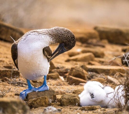 A blue-footed booby scratches itself with its beak