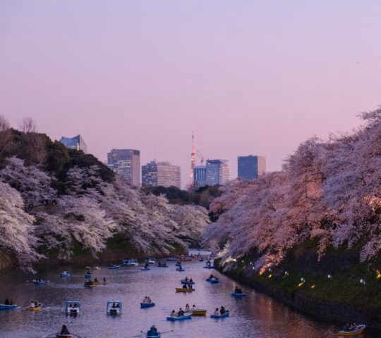 Numerous rowboats on a river lined with pink cherry blossom trees at dusk with city buildings in the background.
