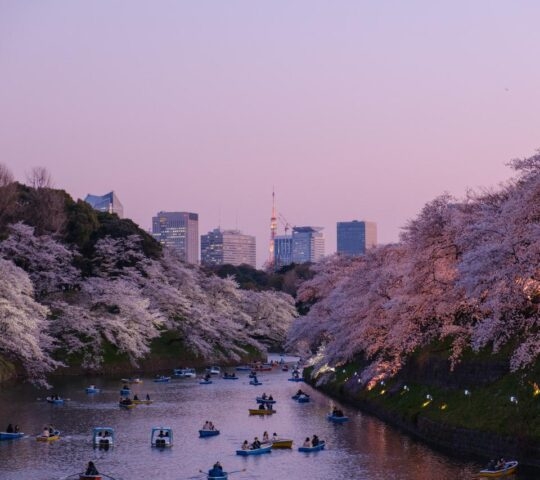 A scenic view of Tokyo in Spring, highlighting the cherry blossom season. The river is lined with lush cherry trees in full bloom, their pink petals creating a canopy over the water. Several small boats, each carrying people, gently float down the river, adding to the serene and picturesque atmosphere. The sky is clear and bright, further enhancing the vibrant colors of the cherry blossoms and the calm, reflective water.
