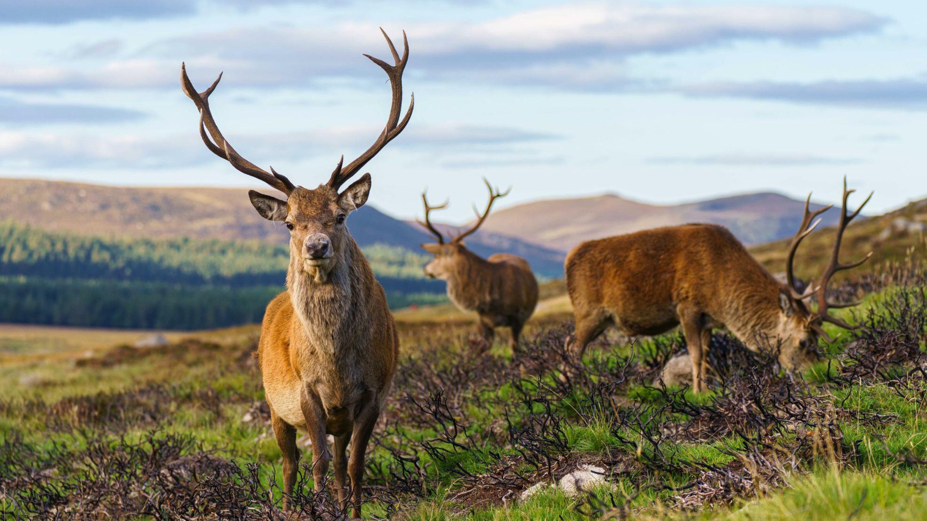Cairngorms in Scotland