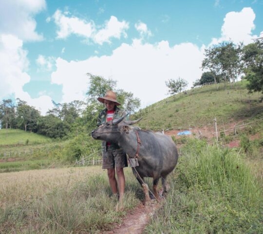 A person leading cattle through the countryside in Siem Reap