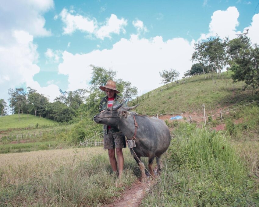A person leading cattle through the countryside in Siem Reap