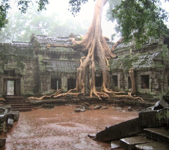 Large, light-colored tree roots cascading down the side of a mossy stone building in a courtyard.