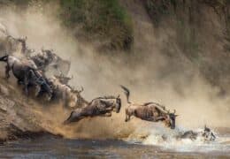The Great Migration: A Luxury Safari