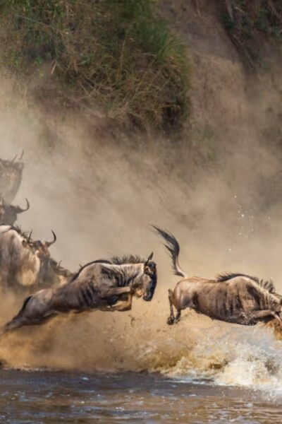 The Great Migration: A Luxury Safari