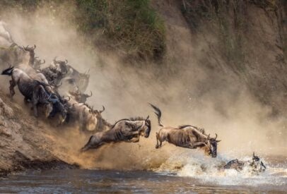 The Great Migration: A Luxury Safari