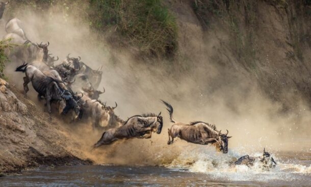 The Great Migration: A Luxury Safari
