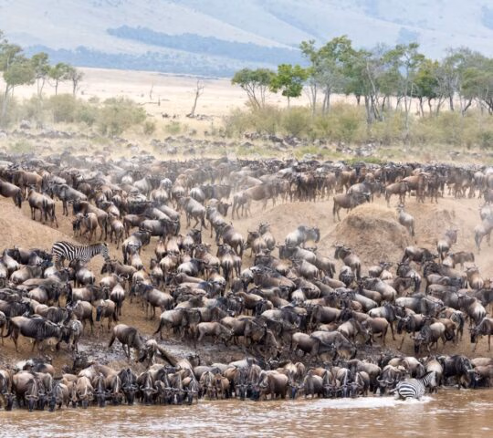 A massive herd of wildebeest at a riverbank during a Great Migration luxury safari.