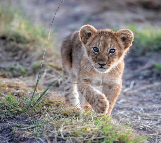 Lion cub discovers the world in the Masai Mara