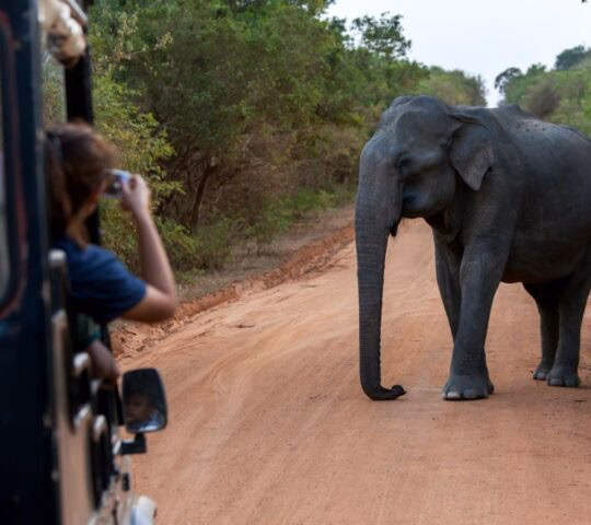 A lady takes a photo from a safari jeep of an elephant standing on the roadway within Yala National Park in southern Sri Lanka.