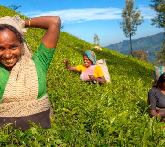 4 women pick tea in a plantation in Sri Lanka. The one closest to the camera smiles