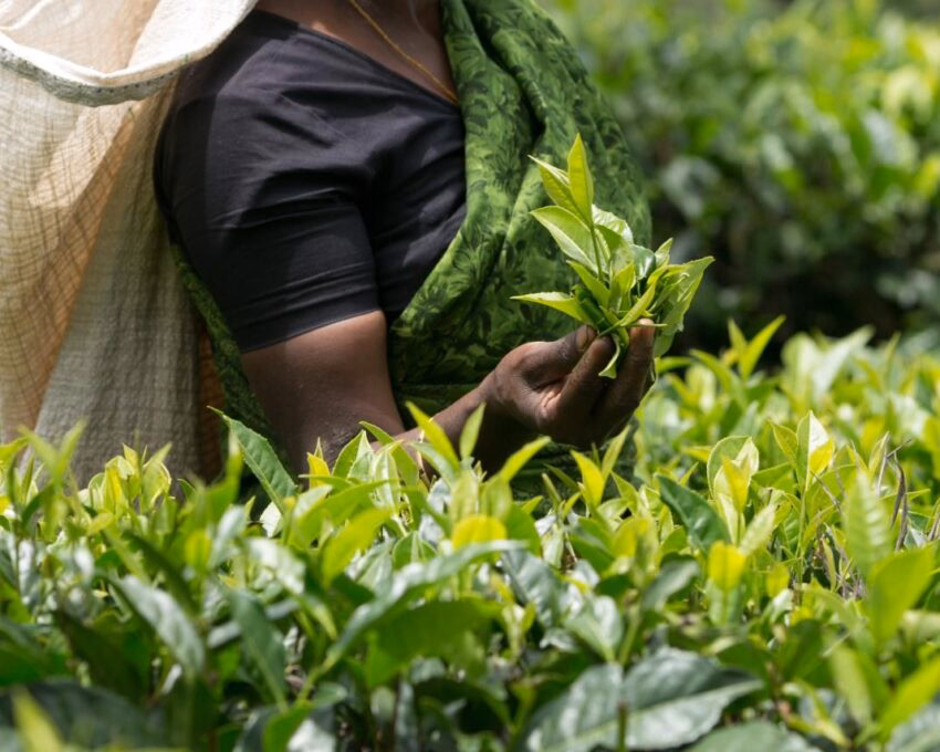 A team planter can be seen carrying her collection in her hand, and in a sack