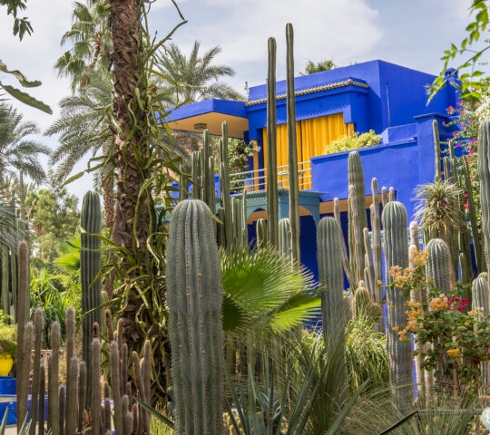 Majorette gardens in Marrakech - the deep blue coloured building is surrounded by cacti