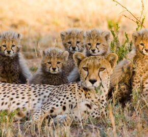 A cheetah family resting in the Serengeti