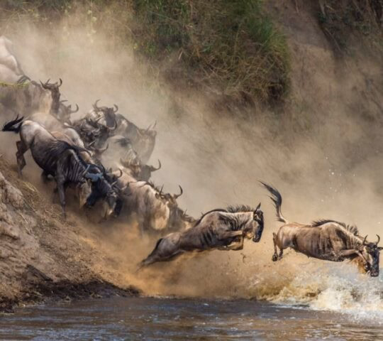 Action shot of wildebeest jumping into a river, creating a large cloud of dust on a steep dirt bank, between Tanzania and Kenya, during the Great Migration.