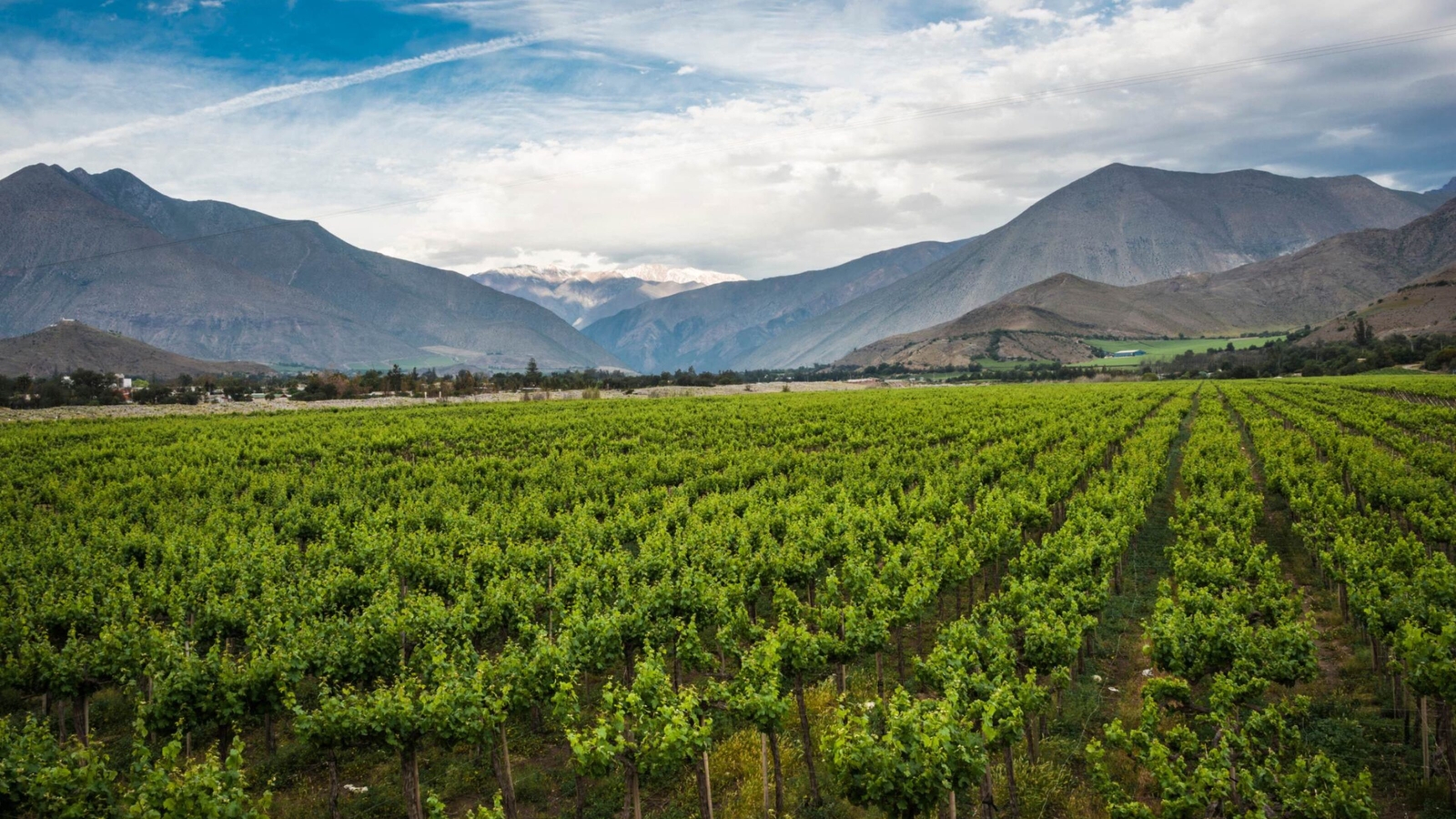 Rows of green vines in a large vineyard valley leading toward distant mountains under a blue sky with white clouds.