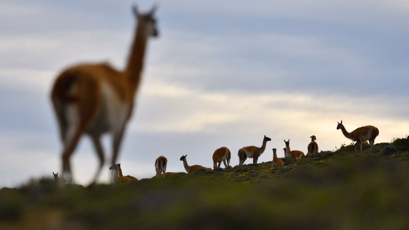 A blurry guanaco in the foreground with a group of guanacos standing on a grassy hill under a cloudy sky.