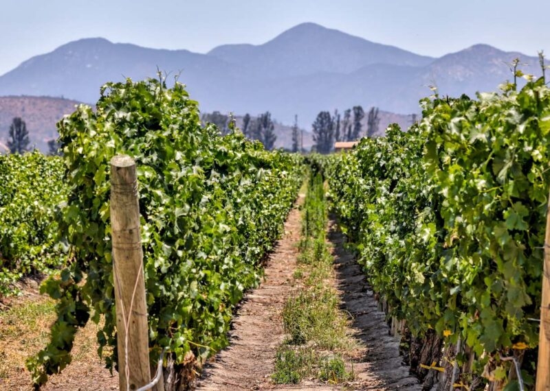 Rows of grape vines