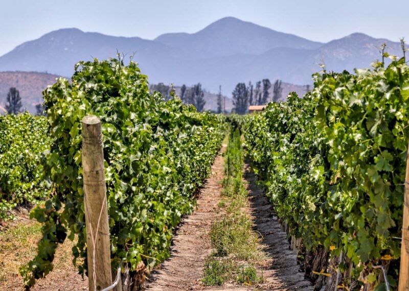 A long perspective of green vineyard rows leading toward tall, distant mountains on a sunny day.