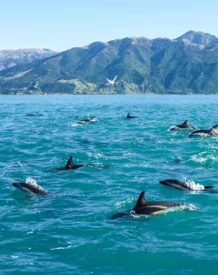 The Top 9 Wildlife Experiences in New Zealand