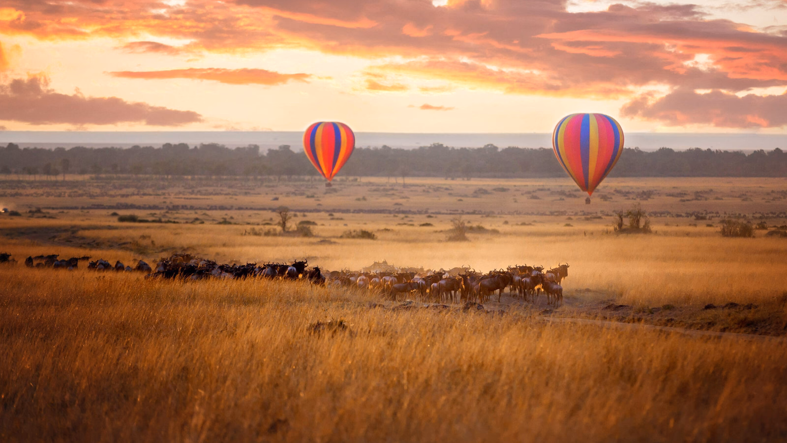 Two striped hot air balloons fly over a grassy plain with a herd of animals at sunset on a luxury Africa tour