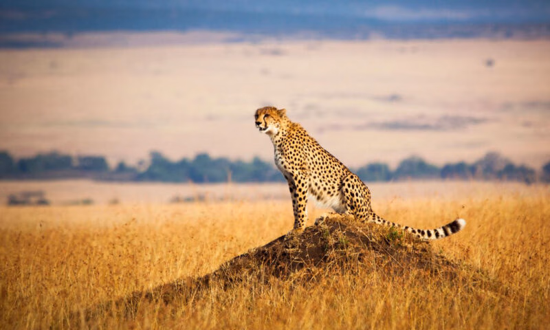 A lone cheetah perched on a rock in the savannah plains of the Maasai Mara