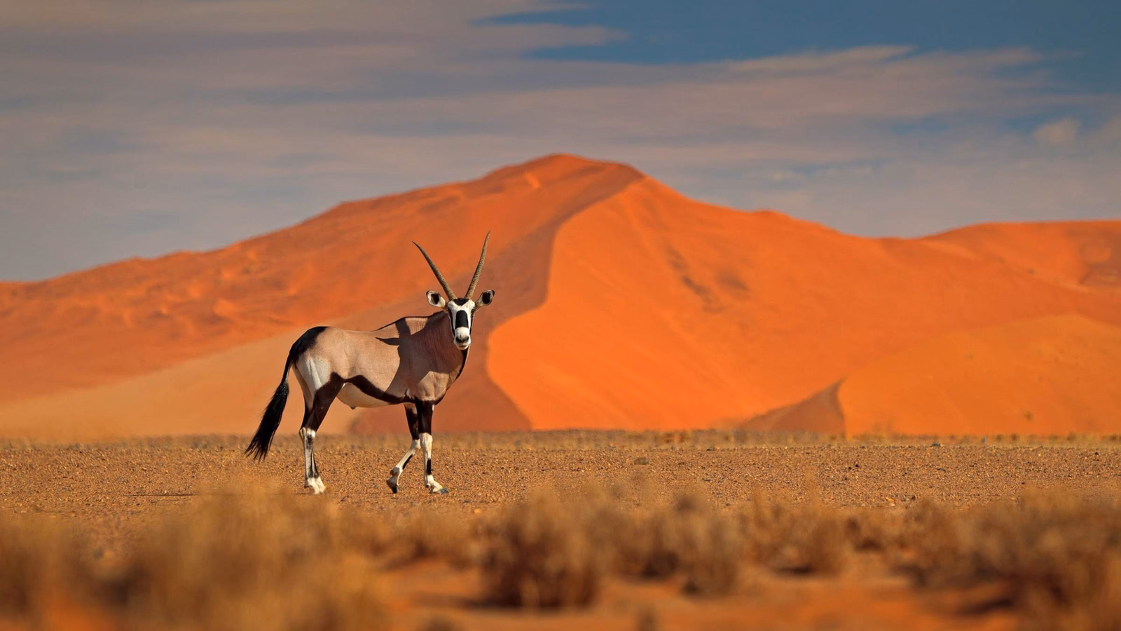 Gemsbok with orange sand dune at sunset.