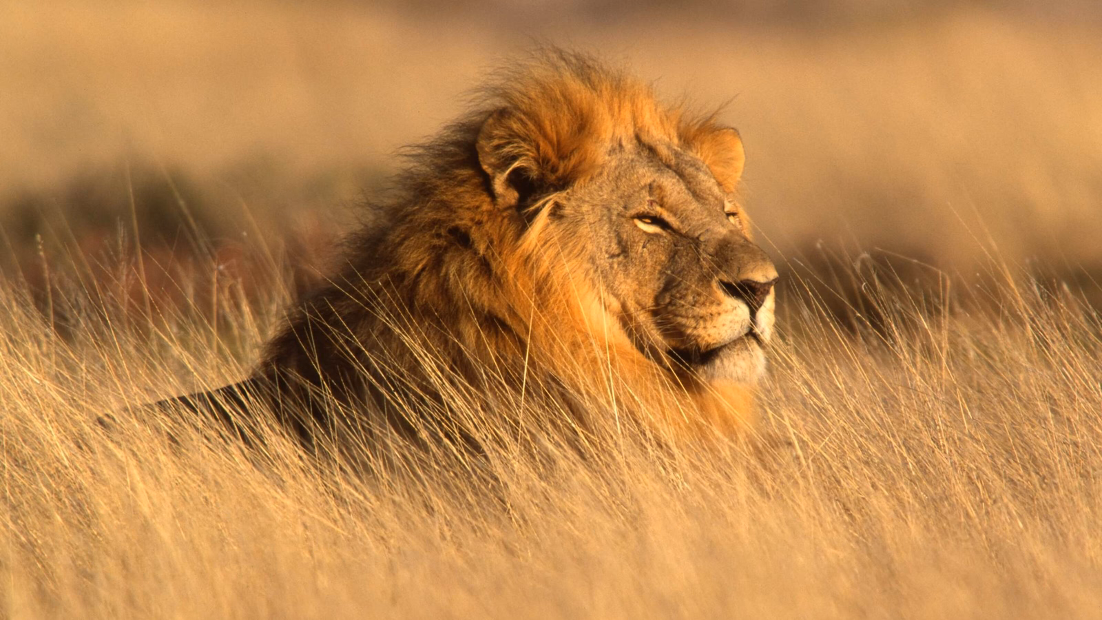 Portrait of a big male lion lying in the grass, Etosha National Park, Namibia.