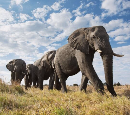 Low angle shot of a herd of elephants roaming in Namibia